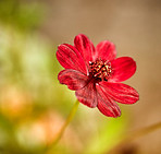 Beautiful flowers in my garden