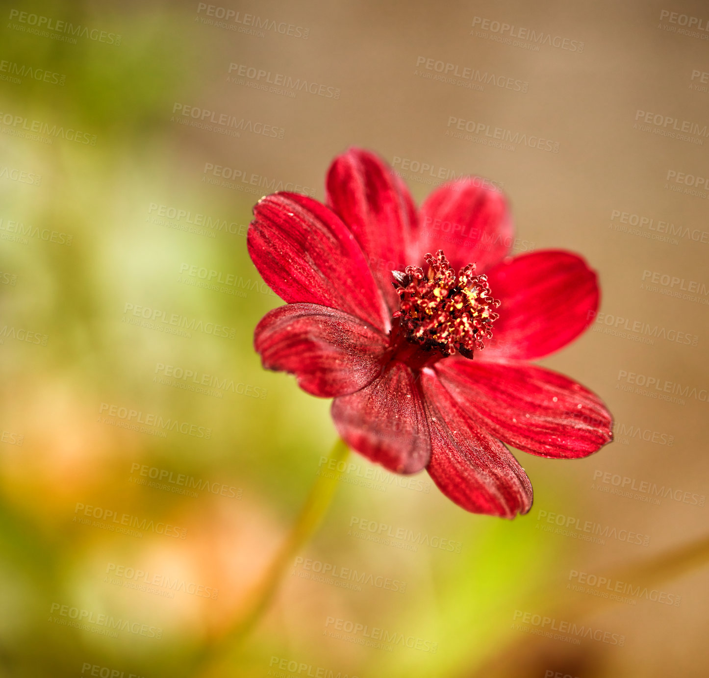 Buy stock photo Nature, flower and blossom with growth in garden, sustainable plant and botanical environment for space. Outdoor, floral ecology and petal development in natural habitat, blooming season and cosmos