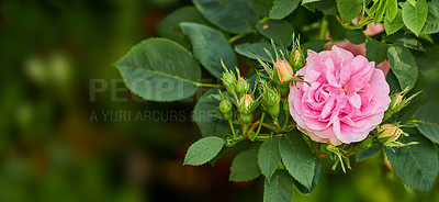 Buy stock photo Blooming pink dog rose and buds on a tree in a garden. Closeup of a pretty rosa canina flower growing between green leaves in nature. Closeup of petals blossoming and thriving on floral plant