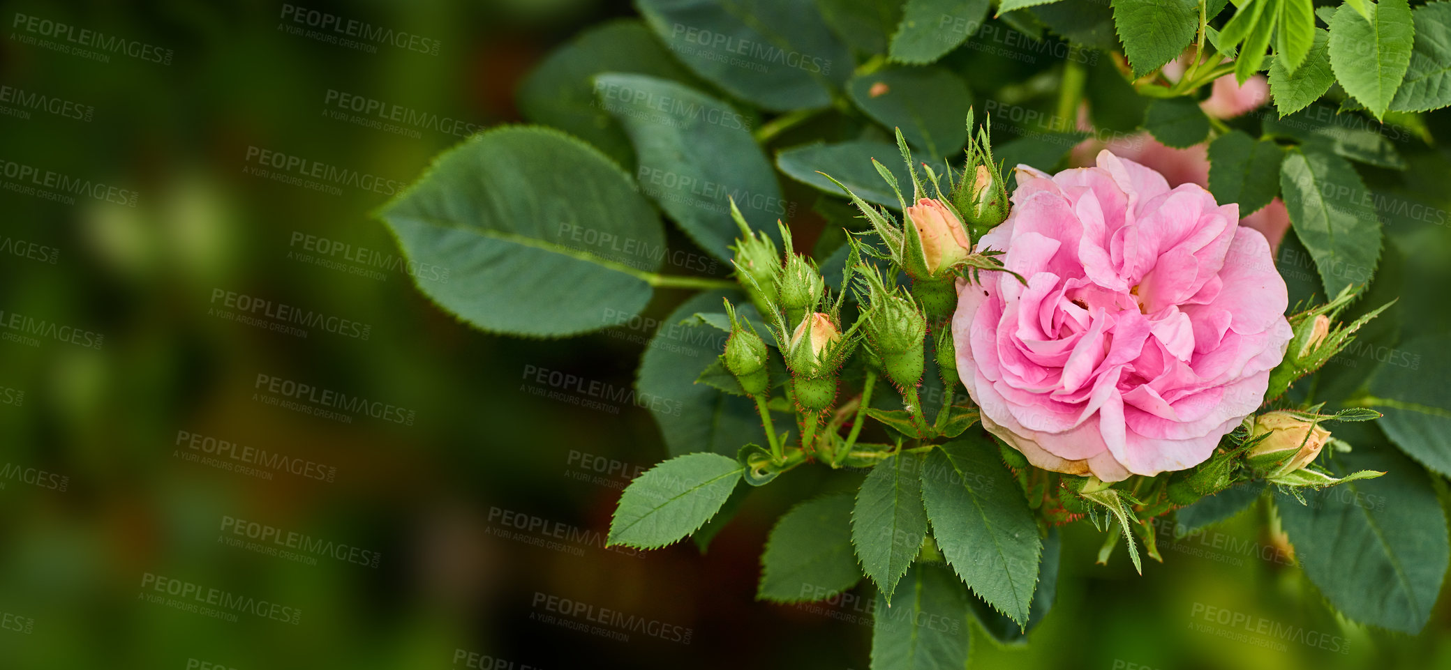 Buy stock photo Blooming pink dog rose and buds on a tree in a garden. Closeup of a pretty rosa canina flower growing between green leaves in nature. Closeup of petals blossoming and thriving on floral plant