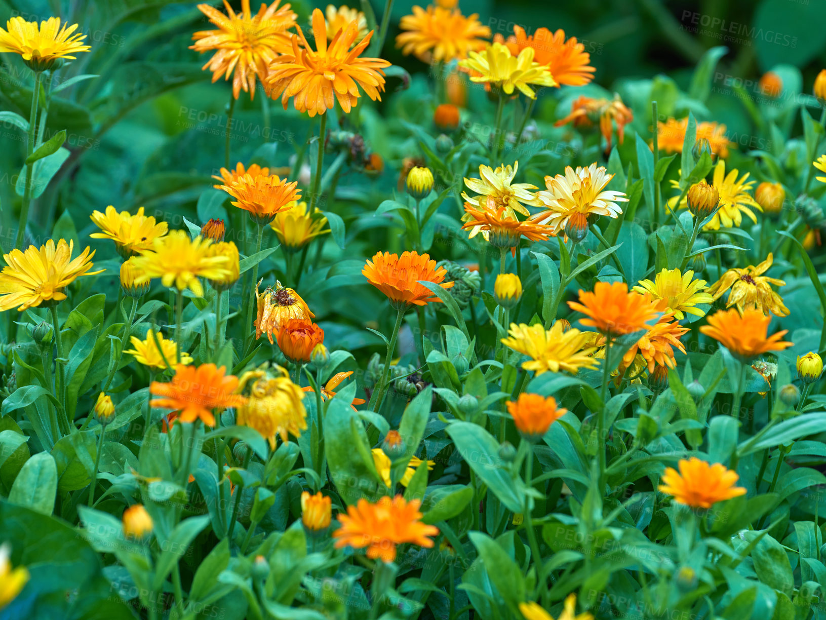 Buy stock photo Flowers, calendula and growth with natural beauty in spring, ecology and bloom in nature. Outdoor, floral and leaves of plants for sustainability, bush and aesthetic with pot marigold in garden