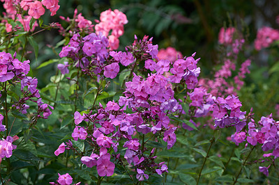 Buy stock photo A series of beautiful garden photos