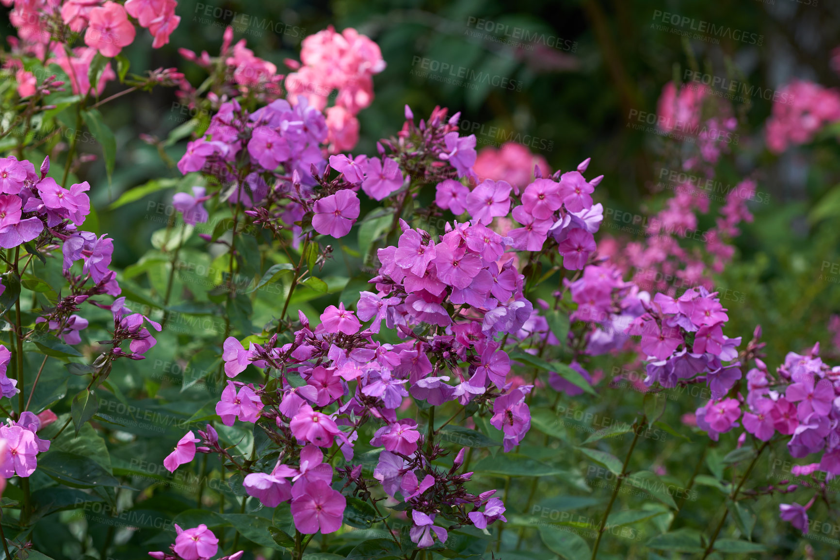 Buy stock photo A series of beautiful garden photos