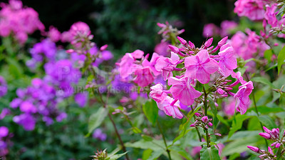 Buy stock photo A series of beautiful garden photos