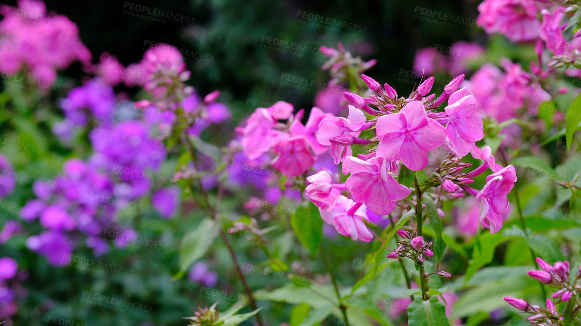 Buy stock photo A series of beautiful garden photos