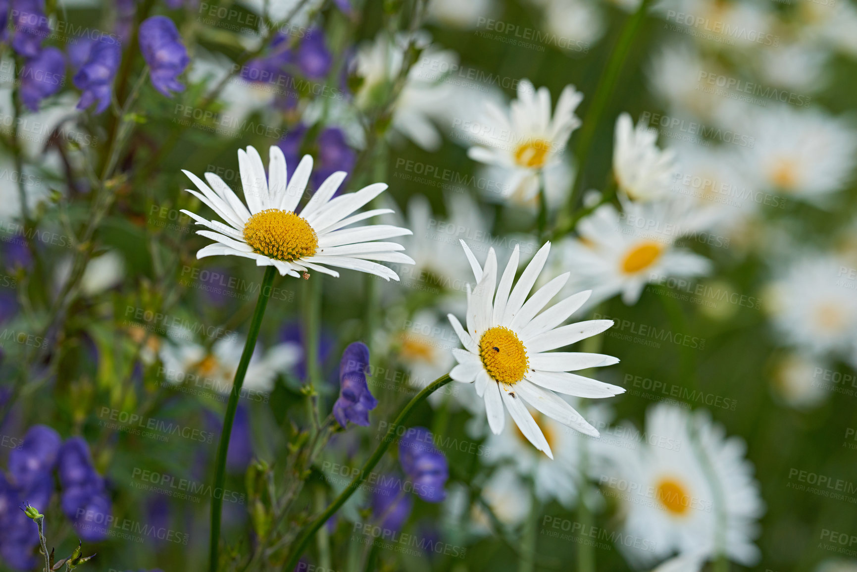 Buy stock photo Bunch of white daisies and flowers growing in a lush botanical garden in the sun outdoors. Vibrant Marguerite blooming in spring. Scenic landscape of bright plants blossoming in nature