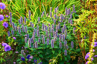 Buy stock photo A series of beautiful garden photos