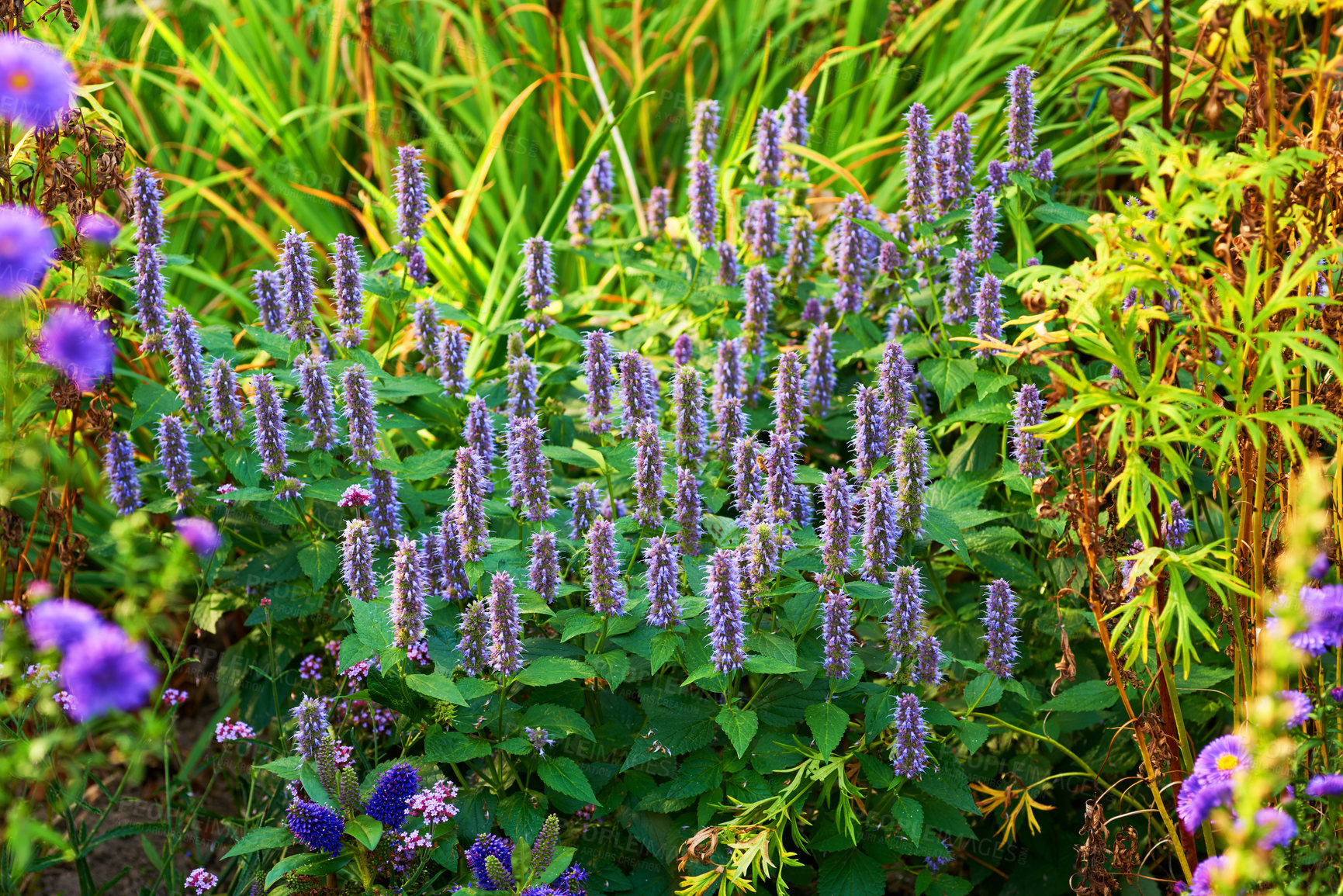 Buy stock photo A series of beautiful garden photos