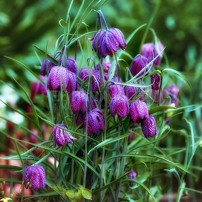 Buy stock photo Magical purple chess flowers growing in a green meadow or forest. Stunning violet and pink blooms against a blurred background within nature. The mysterious and wild snake head fritillary