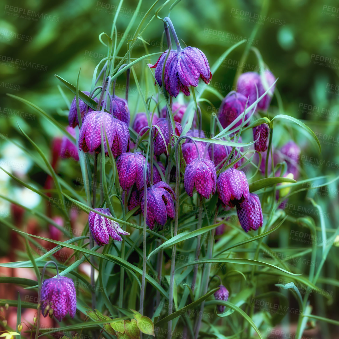 Buy stock photo Magical purple chess flowers growing in a green meadow or forest. Stunning violet and pink blooms against a blurred background within nature. The mysterious and wild snake head fritillary