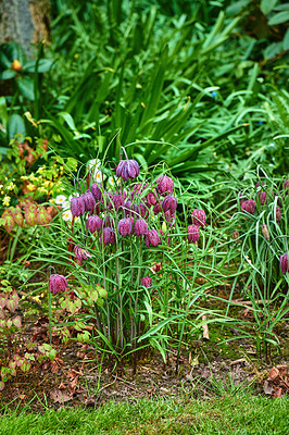 Buy stock photo A series of beautiful garden photos