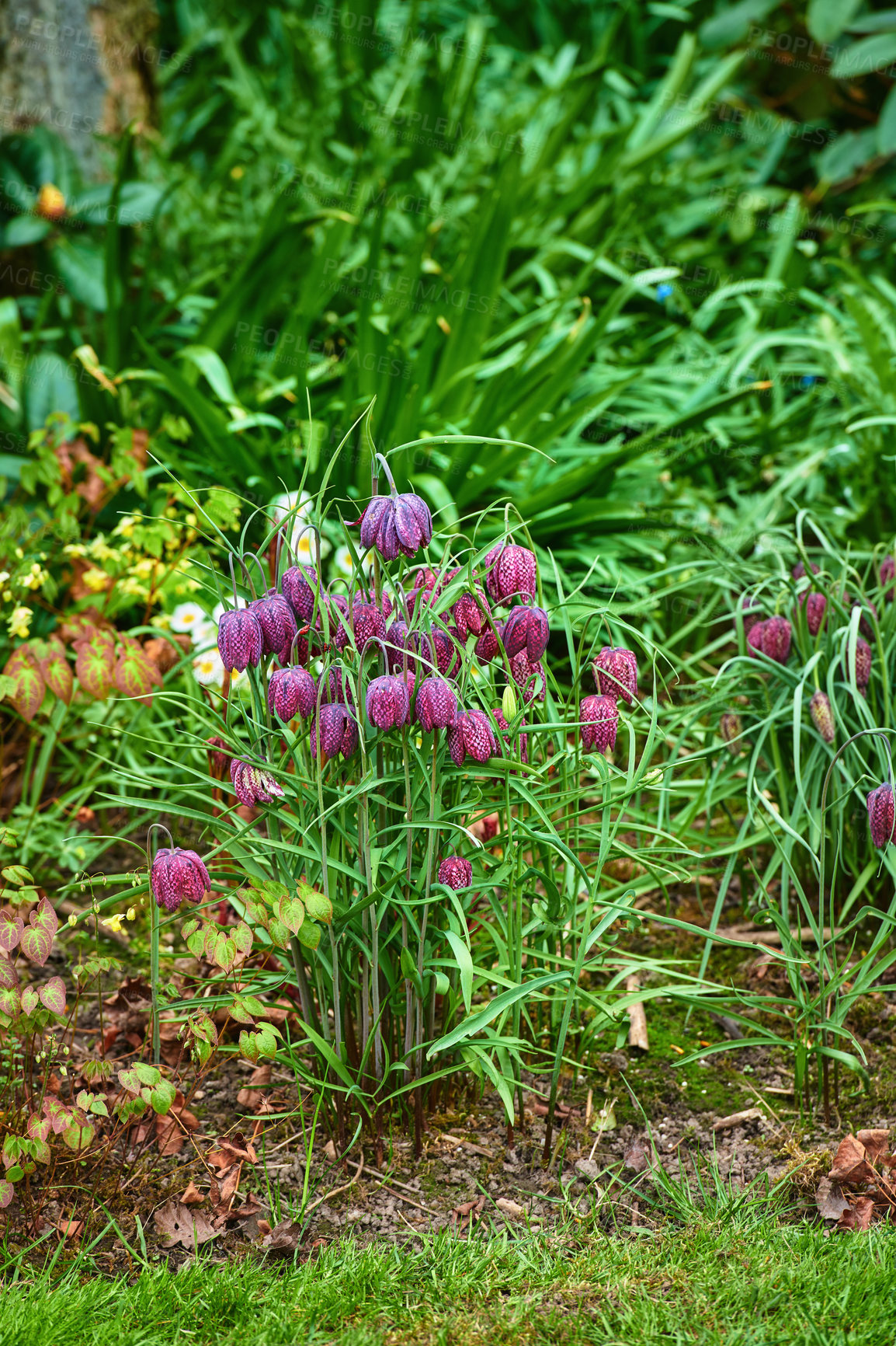 Buy stock photo A series of beautiful garden photos