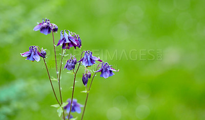 Buy stock photo A series of beautiful garden photos