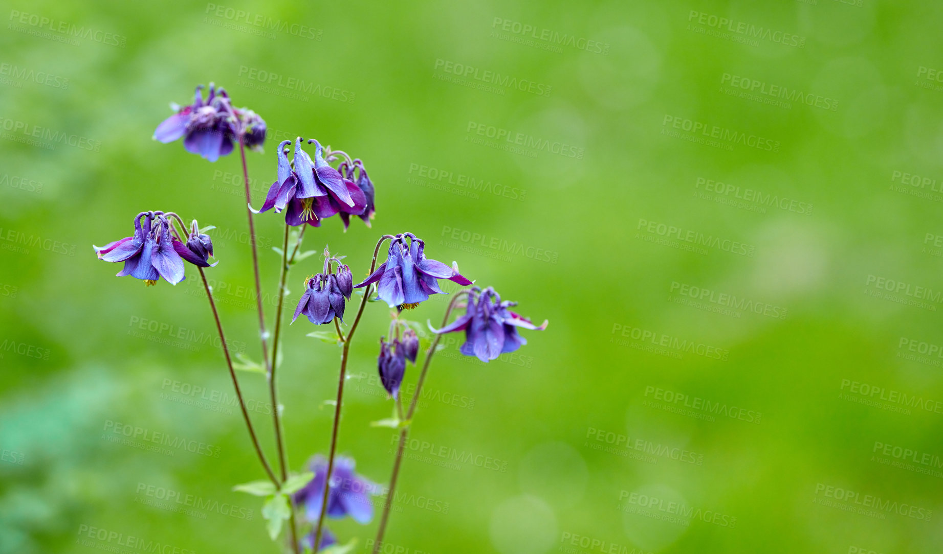 Buy stock photo A series of beautiful garden photos