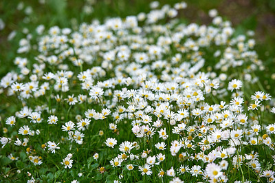 Buy stock photo A series of beautiful garden photos