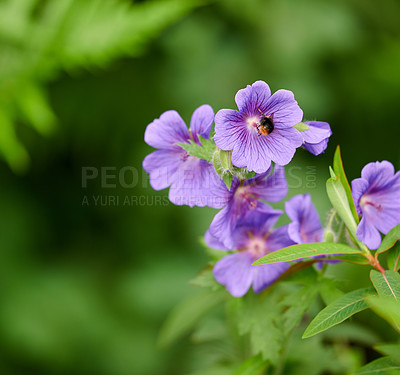 Buy stock photo A series of beautiful garden photos