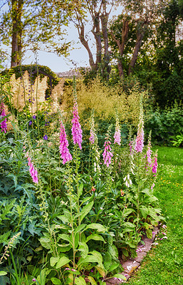 Buy stock photo Foxglove flowers growing in a botanical or home garden in summer. Pink digitalis purpurea flowering plants blooming amongst greenery and vegetation in a park. Wildflowers on a lawn in nature