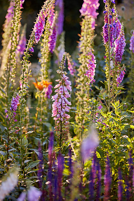 Buy stock photo A photo of beautiful garden details