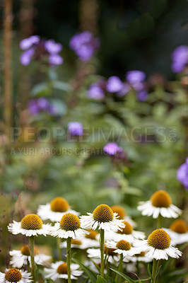 Buy stock photo A series of beautiful garden photos