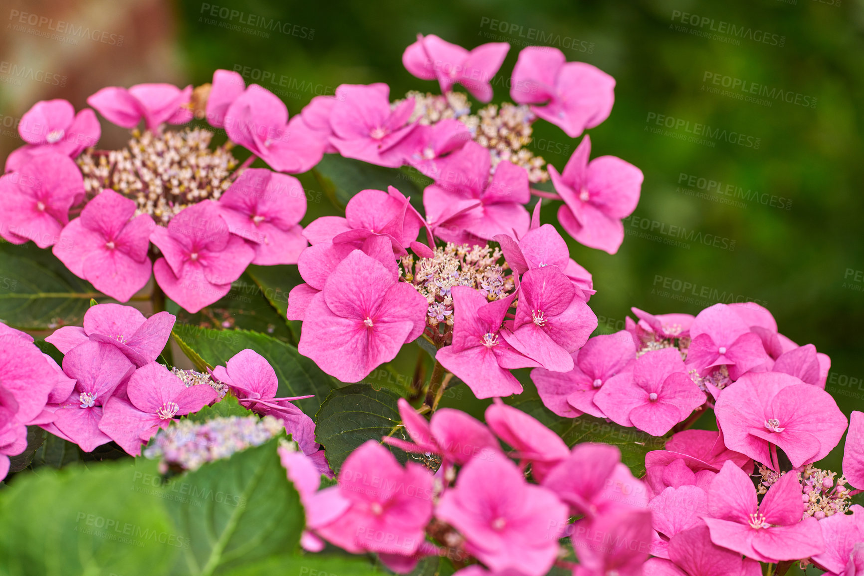 Buy stock photo A series of beautiful garden photos