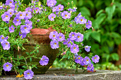 Buy stock photo A series of beautiful garden photos