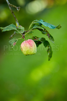 Buy stock photo Closeup of a red apple growing on an apple tree branch on green bokeh. Fruit hanging from a sustainable orchard farm tree, macro details of organic juicy fruit, agriculture in the countryside 