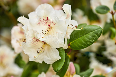 Buy stock photo White Rhododendron flower in a park in spring. Beautiful flowering plant growing outdoors in a green lush and bright backyard. Pretty floral petal details with patterns grown as garden ornaments