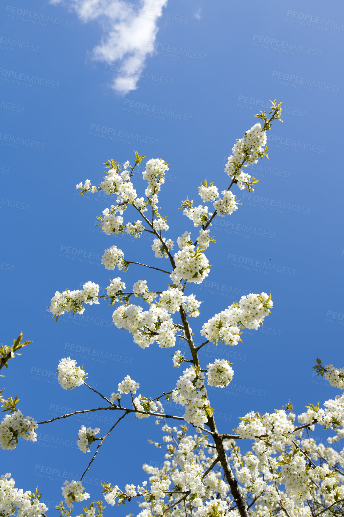 Buy stock photo White cherry blossom flowers growing on a green branch in a home garden and isolated against blue sky with copy space. Texture detail and bunch of blossoming plants on sweet fruit tree in backyard 