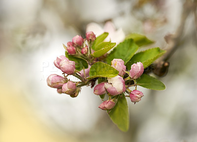 Buy stock photo Budding Dog roses on a summer day with a blurry background and copy space. Zoom on rose buds growing in a landscape area or garden. Closeup of blooming flowers useful for essential oil and fragrance