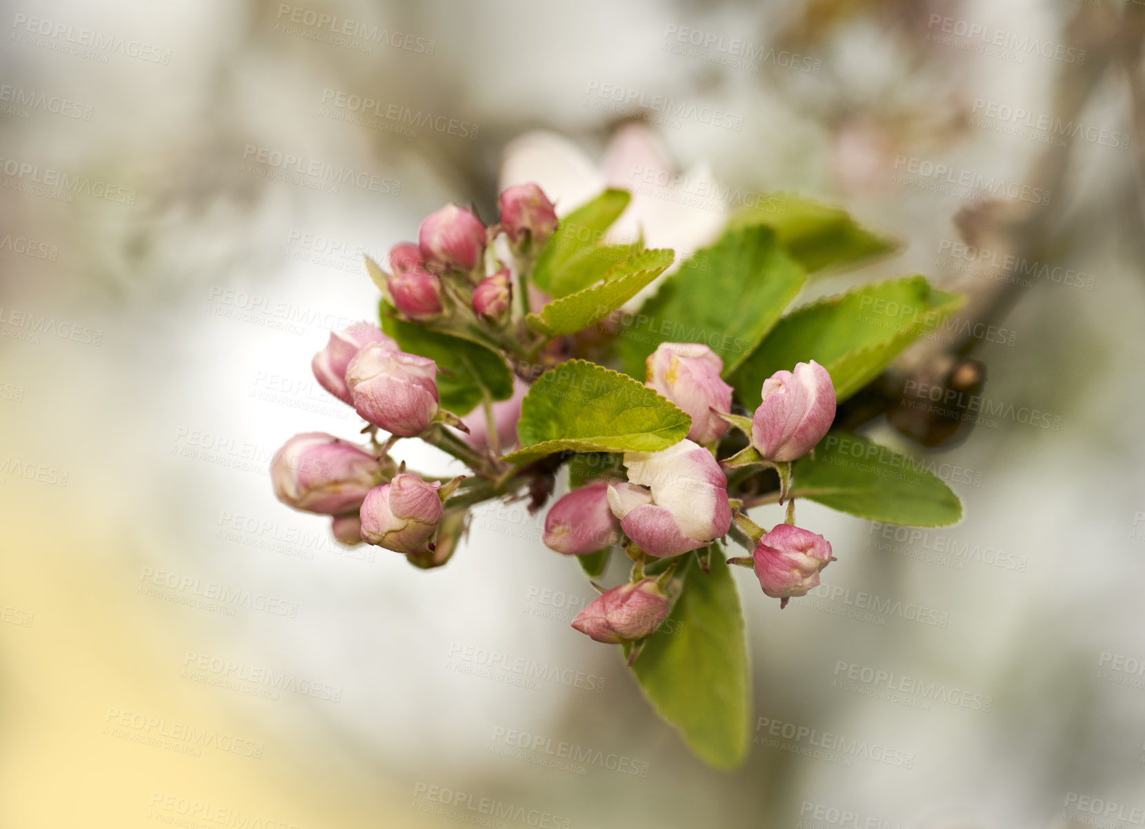 Buy stock photo Budding Dog roses on a summer day with a blurry background and copy space. Zoom on rose buds growing in a landscape area or garden. Closeup of blooming flowers useful for essential oil and fragrance