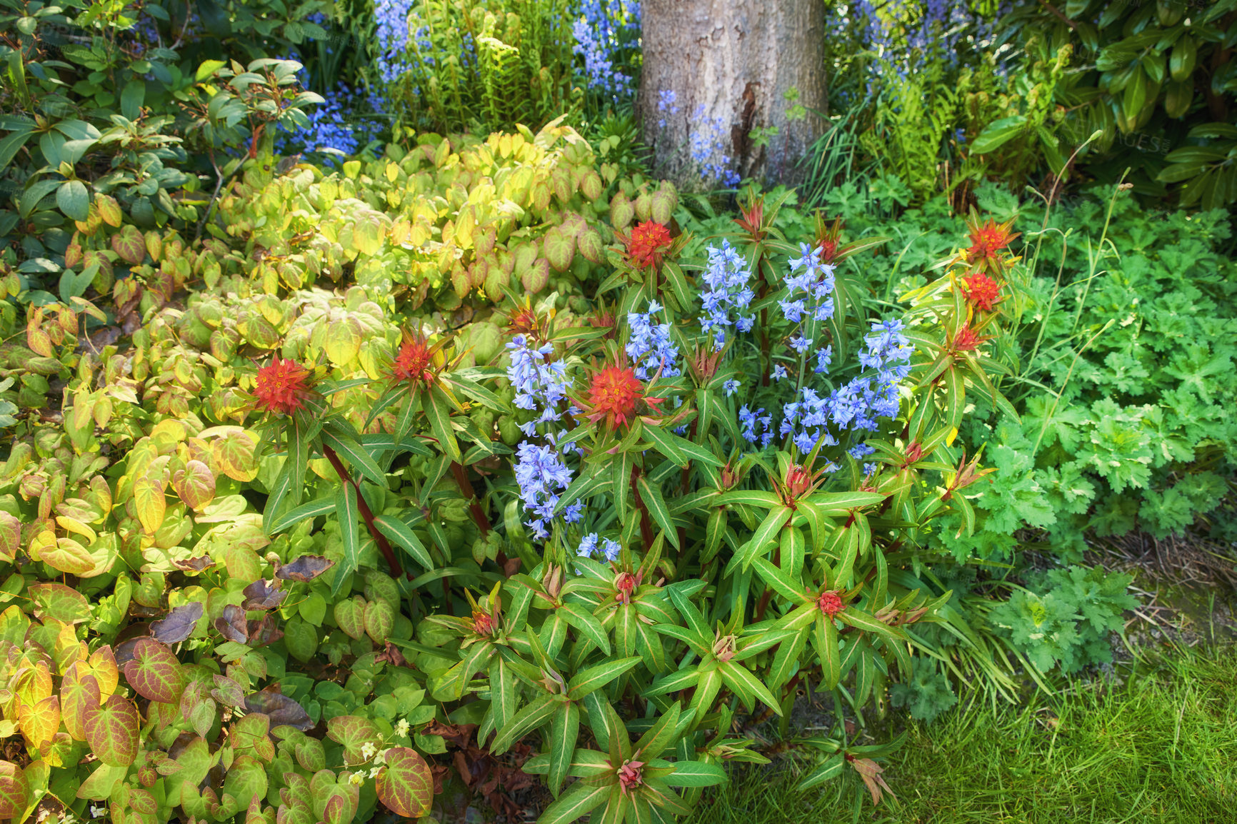 Buy stock photo Purple bluebell and red fireglow spurge flowers growing and blossoming in a lush green garden during spring from above. Cultivation of decorative plants in a secluded and private home backyard