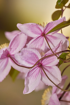 Buy stock photo A series of beautiful garden photos