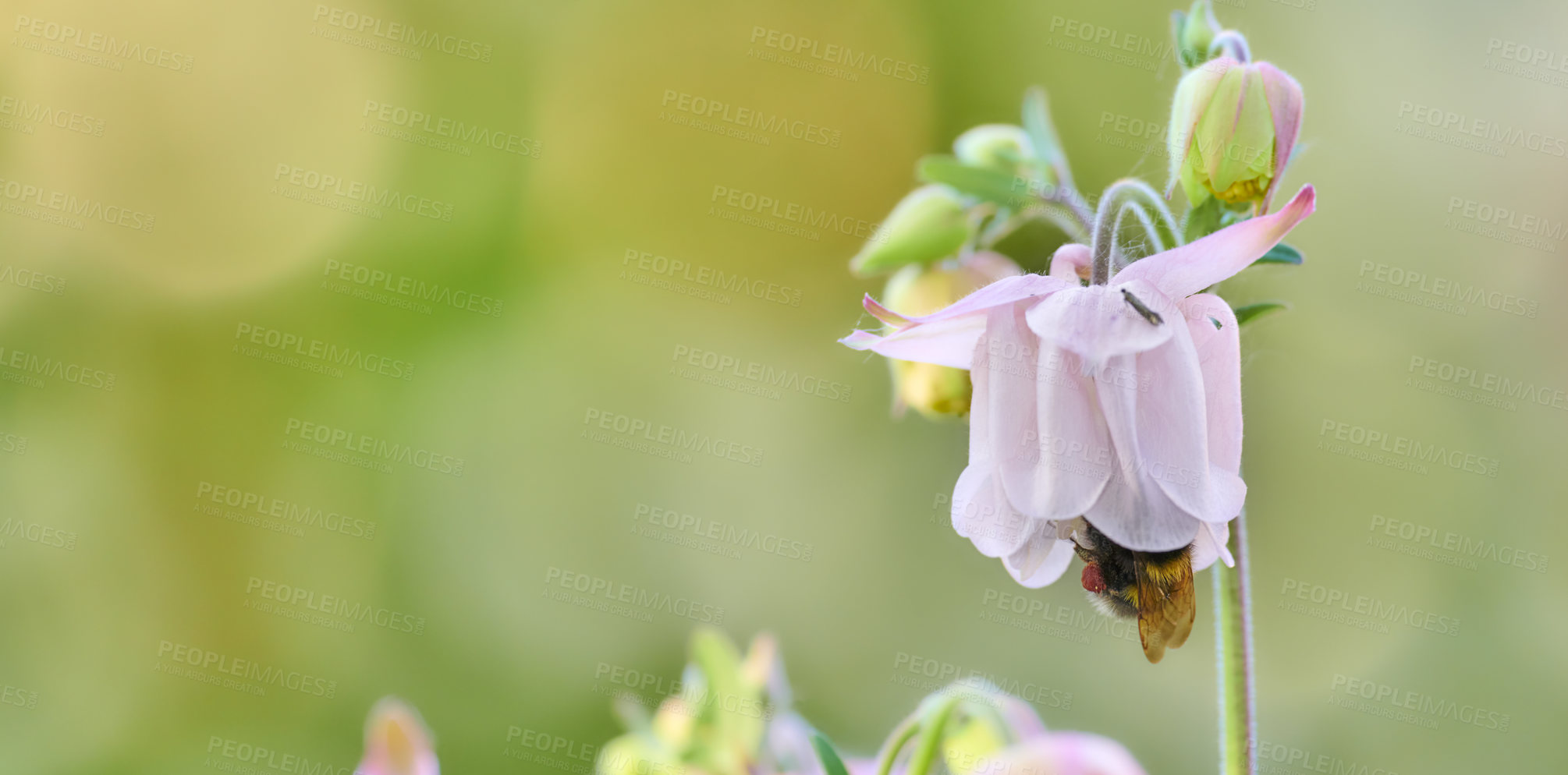 Buy stock photo A series of beautiful garden photos