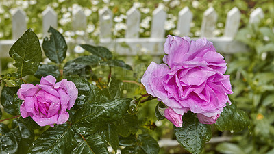 Buy stock photo A photo of a beautiful rose in the garden