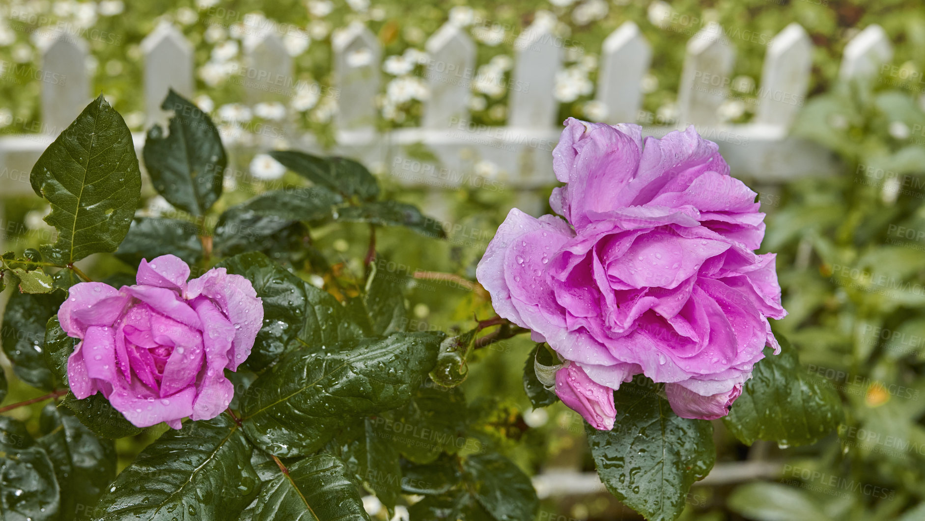 Buy stock photo A photo of a beautiful rose in the garden