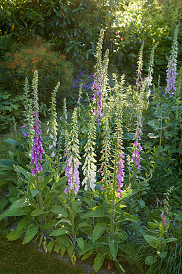 Buy stock photo Lush landscape with colorful flowering plants growing in a garden or park on a sunny spring day outdoors. Pink and purple common foxglove flowers from the plantaginaceae species blooming in nature