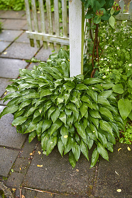 Buy stock photo A series of beautiful garden photos