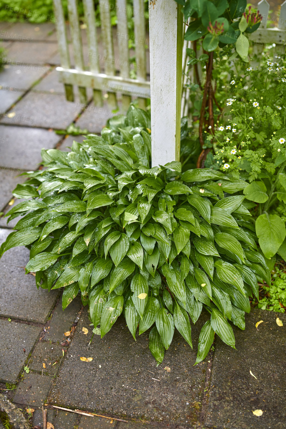 Buy stock photo A series of beautiful garden photos