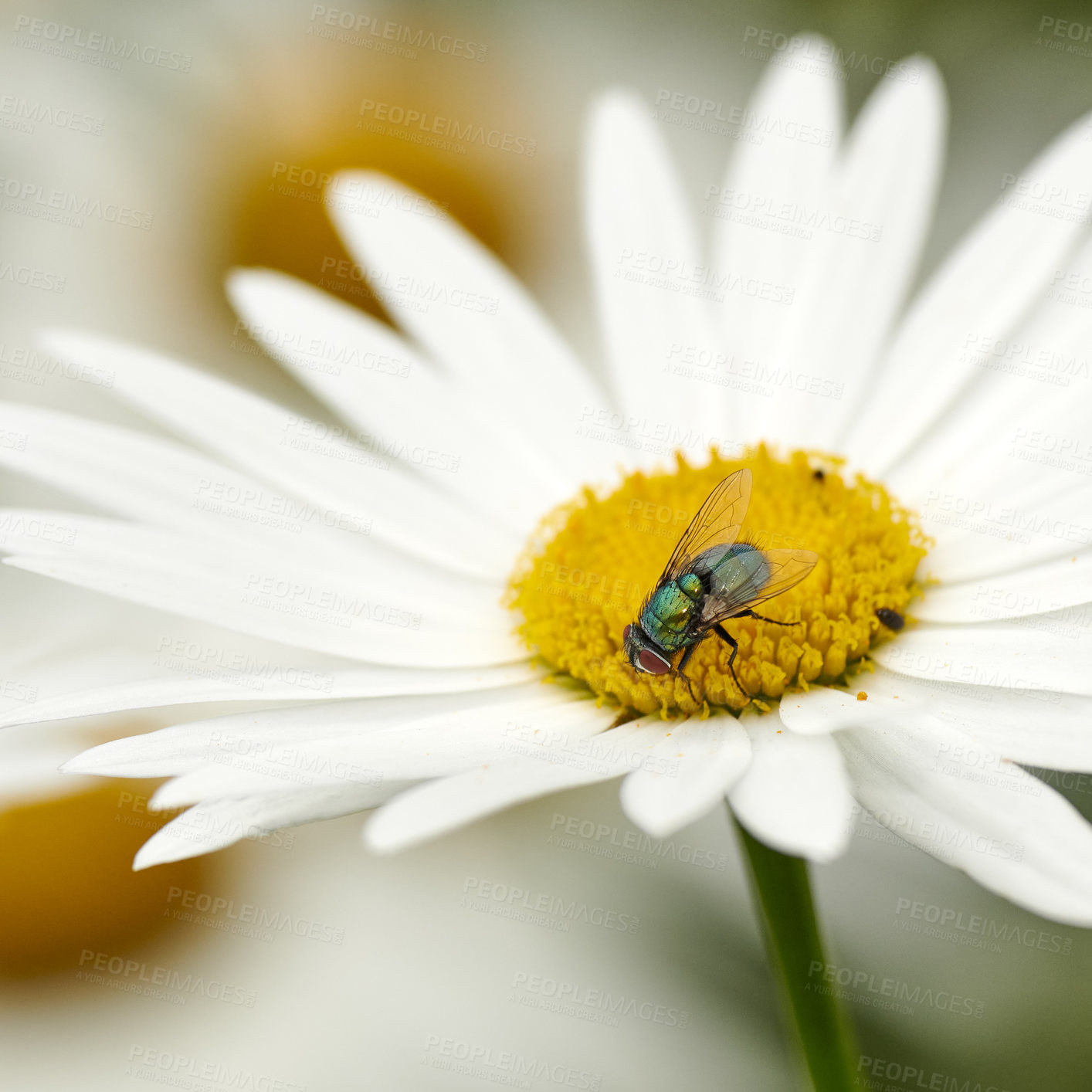 Buy stock photo Fly pollinating a white daisy flower outdoors, common green bottle bug. Closeup of blowfly feeding off nectar from the yellow pistil on a marguerite plant. Macro of a wildlife in harmony with nature