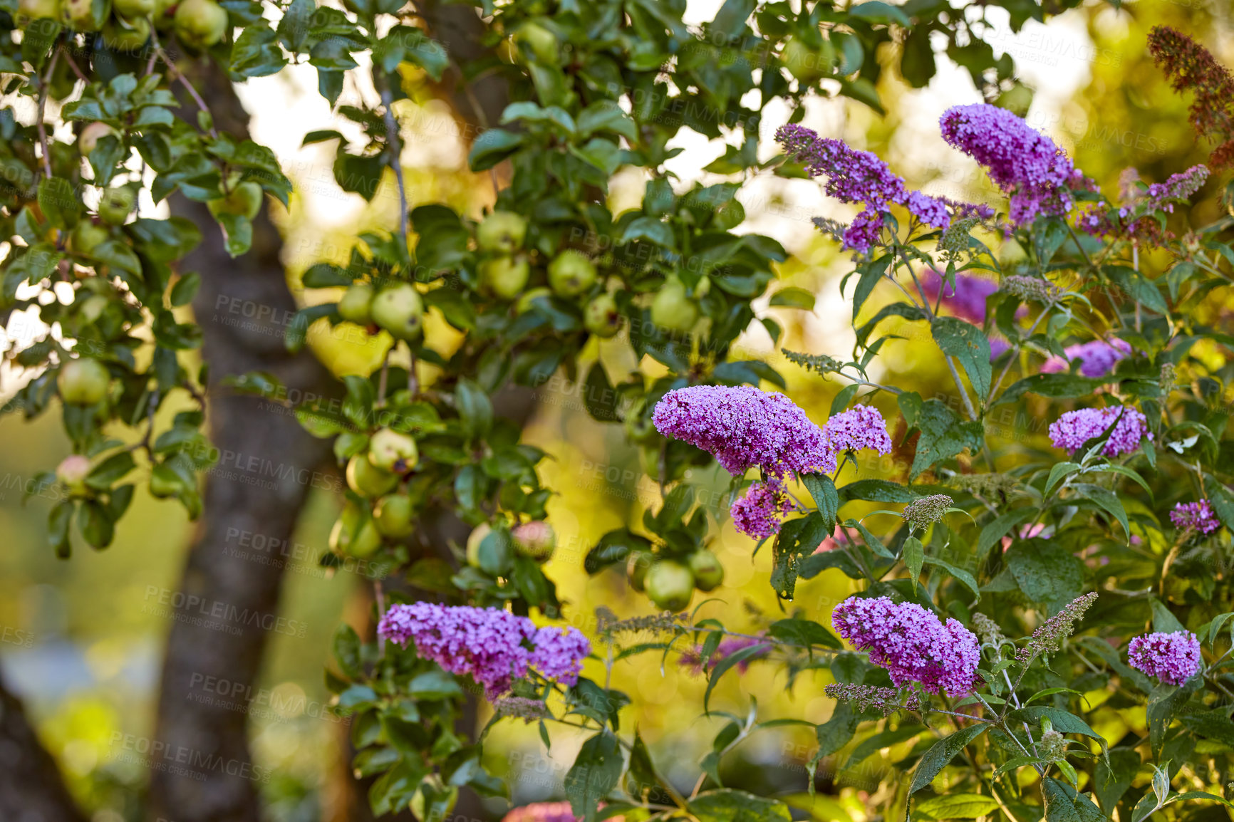 Buy stock photo A series of beautiful garden photos