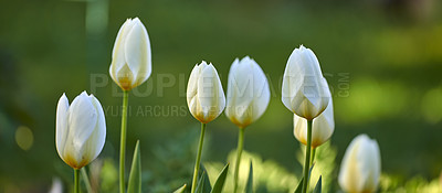 Buy stock photo White tulip flowers growing, blossoming and flowering in lush green home garden, symbolising love, hope and affection. Bunch of decorative plants blooming in landscaped backyard through horticulture