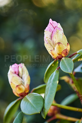 Buy stock photo Rhododendron is a genus of 1,024 species of woody plants in the heath family, either evergreen or deciduous, and found mainly in Asia, although it is also widespread throughout the Southern Highlands of the Appalachian Mountains of North America.