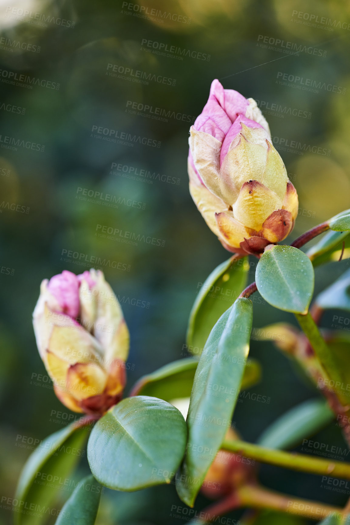 Buy stock photo Rhododendron is a genus of 1,024 species of woody plants in the heath family, either evergreen or deciduous, and found mainly in Asia, although it is also widespread throughout the Southern Highlands of the Appalachian Mountains of North America.