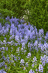 Blue Bells