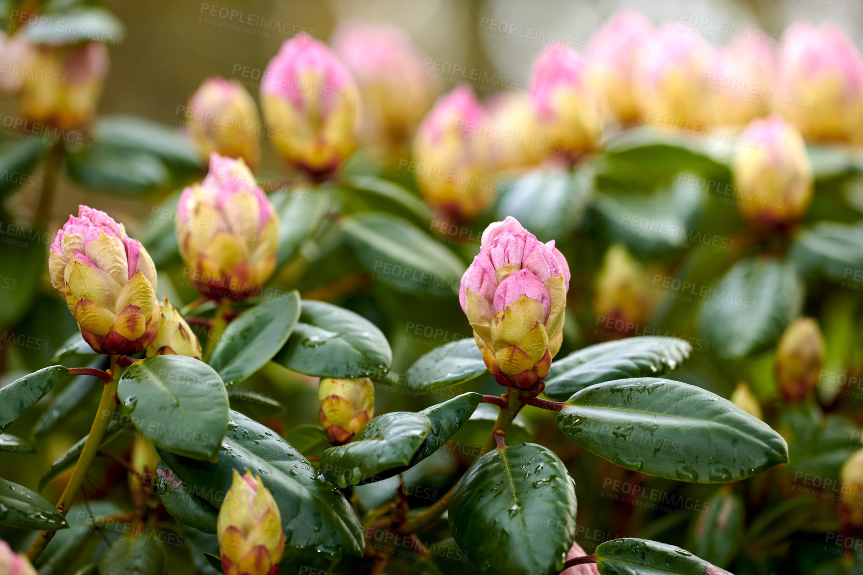 Buy stock photo Rhododendron is a genus of 1,024 species of woody plants in the heath family, either evergreen or deciduous, and found mainly in Asia, although it is also widespread throughout the Southern Highlands of the Appalachian Mountains of North America.