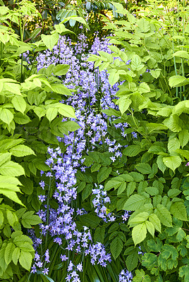 Buy stock photo Bluebells growing in a outdoor garden setting in spring. Closeup of green plants and grass in a natural background outside on a beautiful gardening day. Nature scene with colorful park flowers.