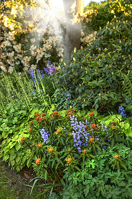 Buy stock photo A photo of beautiful garden details