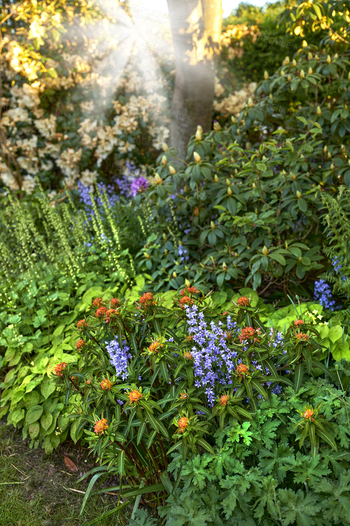 Buy stock photo A photo of beautiful garden details