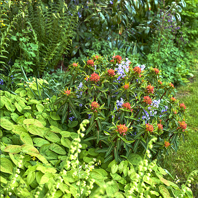 Buy stock photo Orange and purple Euphorbia flowers cultivated in a lush green garden yard is a flora beauty during all the seasons. Close up of perfect gardening in the backyard. Euphorbia is a natural herb 