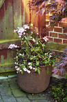 Beautiful flowers from my garden